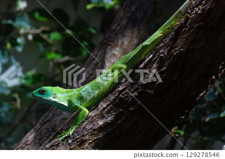close up Striped Fijian iguana on a tree close up Striped Fijian iguana on a tree 129278546
