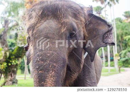 close-up of the head of a beautiful adult elephant 129278550