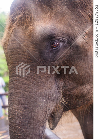 close-up of the head of a beautiful adult elephant 129278552