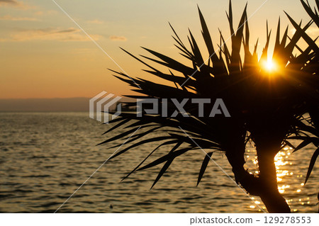 large tropical palm trees grow on the coast at sunset 129278553