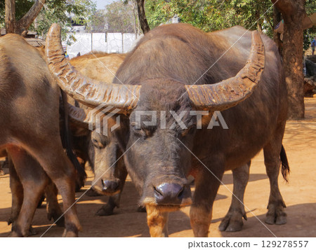 a herd of buffalo lives in the reserve 129278557