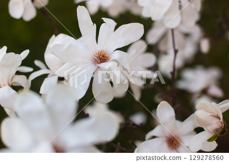 close-up of a beautiful Star magnolia flower in the garden 129278560