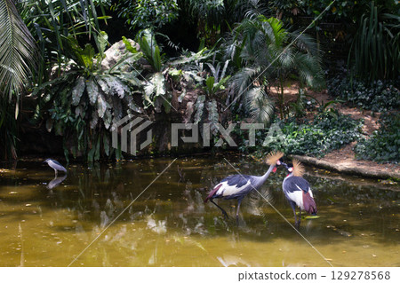 beautiful bird Balearica regulorum in captivity in the zoo 129278568
