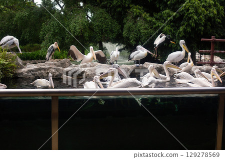 a group of pelicans swim in an artificial pool in the nature reserve 129278569