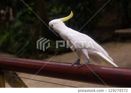 a large white cockatoo parrot with a yellow mohawk a large white cockatoo parrot with a yellow mohawk 129278572