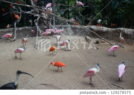beautiful red Ibis bird in the nature reserve beautiful red Ibis bird in the nature reserve 129278573