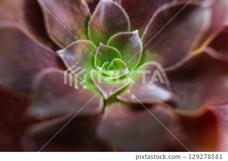 close-up Succulent flower in a pot in a greenhouse 129278581