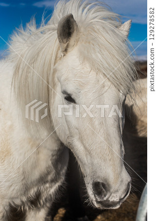 beautiful Icelandic horses with long manes are grazing and eating hay 129278582