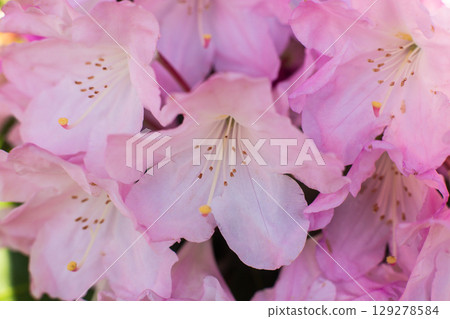 close up of a beautiful pink Rhododendron flower in the garden close up of a beautiful pink Rhododendron flower in the garden 129278584