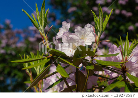close up of a beautiful pink Rhododendron flower in the garden 129278587