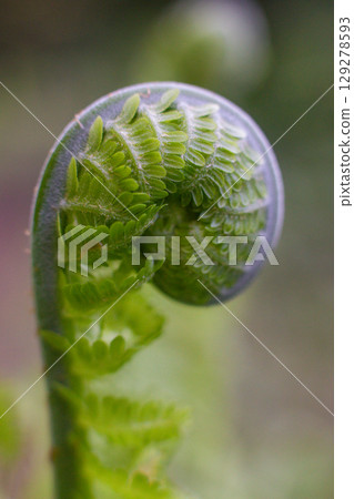 close-up green leaves of Unfurl the Fern in the forest close-up green leaves of Unfurl the Fern in the forest 129278593