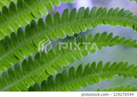 close-up of green leaves Fern in the forest 129278594