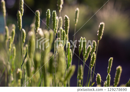 close-up of spikes of wheat seeds in the field close-up of spikes of wheat seeds in the field 129278690