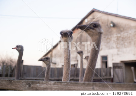 a flock of adult ostriches on a farm a flock of adult ostriches on a farm 129278691