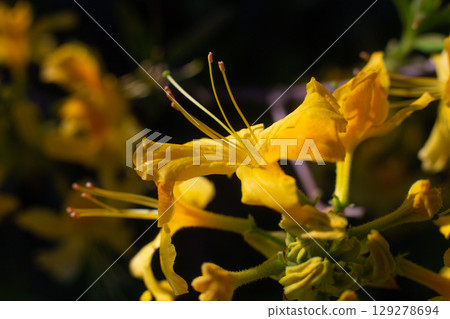 close-up of a beautiful Yellow rhododendron flower in the garden 129278694