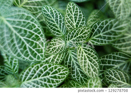 close-up of the texture of a Fittonia plant leaf close-up of the texture of a Fittonia plant leaf 129278708