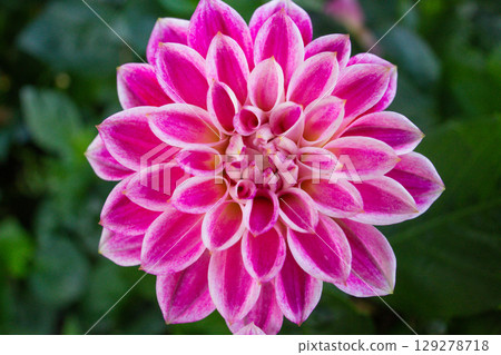 close up of a beautiful Dahlias flower in the garden close up of a beautiful Dahlias flower in the garden 129278718