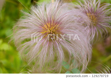 close-up of a beautiful Clematis flower in the garden 129278719