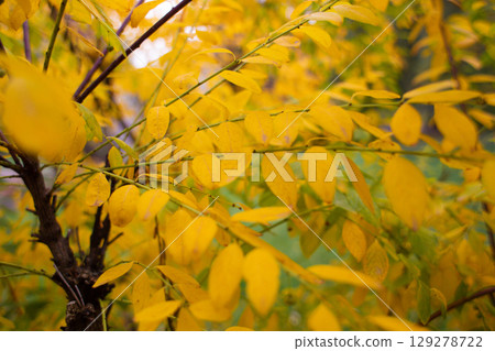 close-up of beautiful yellowed leaves on a tree in autumn close-up of beautiful yellowed leaves on a tree in autumn 129278722