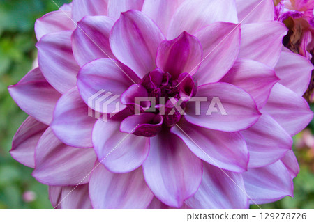 close up of a beautiful Dahlias flower in the garden close up of a beautiful Dahlias flower in the garden 129278726