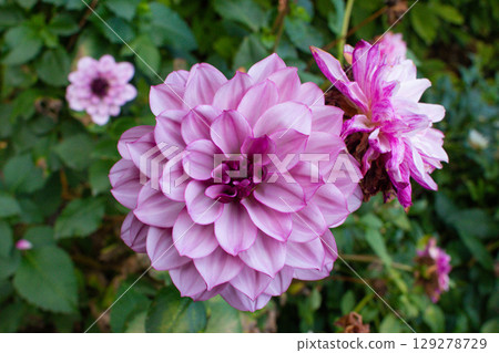 close up of a beautiful Dahlias flower in the garden close up of a beautiful Dahlias flower in the garden 129278729