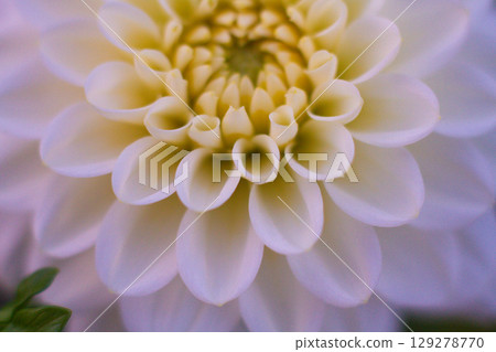 close up of a beautiful Dahlias flower in the garden close up of a beautiful Dahlias flower in the garden 129278770