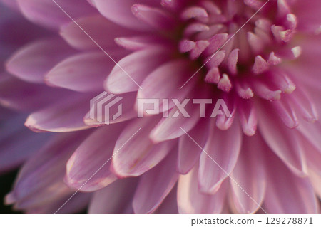 close up of a beautiful pink chrysanthemum flower in the garden 129278871