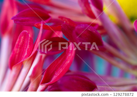 close up of a beautiful pink chrysanthemum flower in the garden close up of a beautiful pink chrysanthemum flower in the garden 129278872