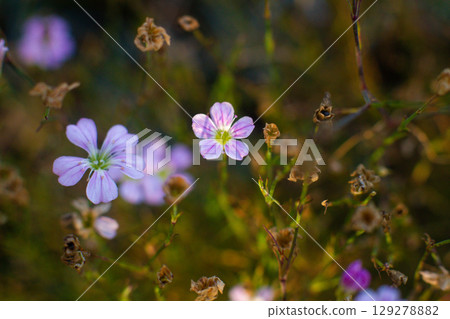 close-up of a beautiful VACCARIA HISPANICA flower in a field 129278882