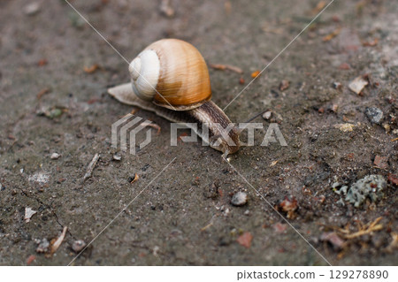 close-up of a snail crawling on the ground close-up of a snail crawling on the ground 129278890