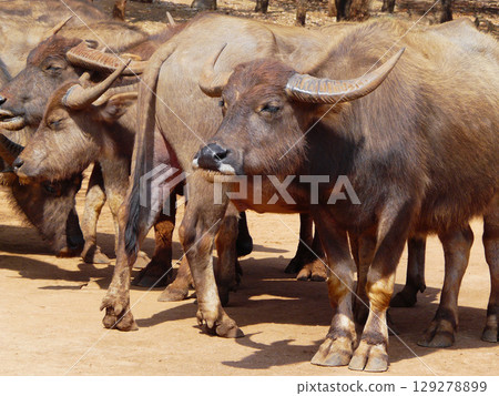 a herd of buffalo lives in the reserve a herd of buffalo lives in the reserve 129278899