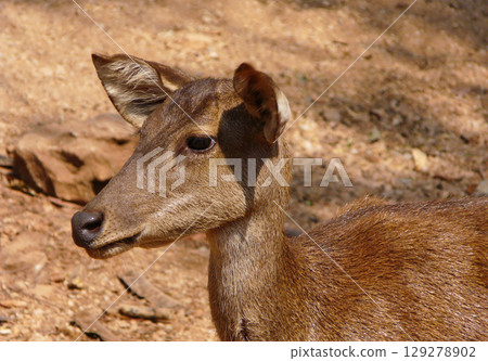 close-up of the head of a beautiful deer close-up of the head of a beautiful deer 129278902