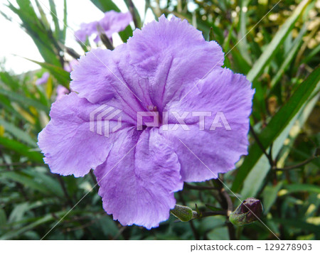 close-up of a beautiful flowerRuellia tuberosa in the garden 129278903