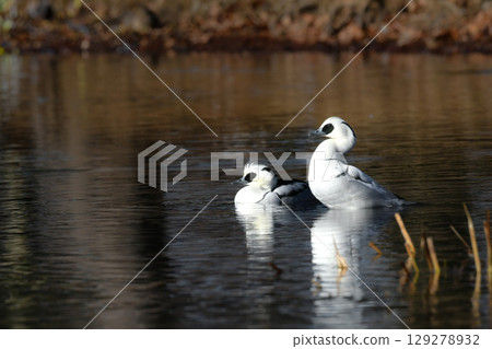 The common duck, a beautiful wild bird with a beautiful contrast of black and white, can be found in park ponds and lakes in winter. 129278932