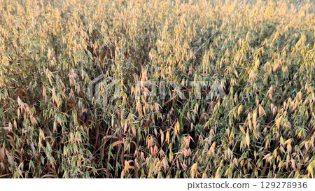 Lush green field of oats swaying gently in the breeze, capturing the essence of nature's beauty and agricultural abundance during golden hour light Lush green field of oats swaying gently in the breeze, capturing the essence of nature's beauty and agricultural abundance during golden hour light 129278936