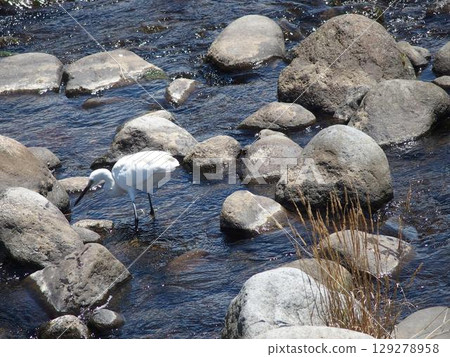河邊行走的白鷺 129278958