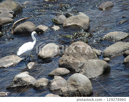 A swan resting on the river A swan resting on the river 129278960