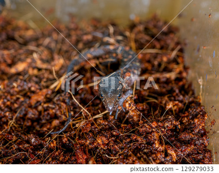 Close up of Iboyoru lizard 129279033