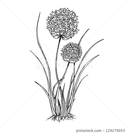 Chives, Garlic plant with leaves and flowers. Vector illustration of Allium Tuberosum isolated on white background. Hand drawn botanical line art. For product packaging designs, cards, posters. Chives, Garlic plant with leaves and flowers. Vector illustration of Allium Tuberosum isolated on white background. Hand drawn botanical line art. For product packaging designs, cards, posters. 129279053