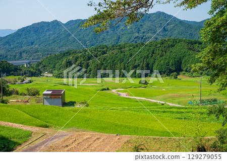 夏季的坂本梯田(三重縣龜山市) 夏季的坂本梯田(三重縣龜山市) 129279055