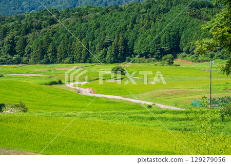 夏季的坂本梯田(三重縣龜山市) 夏季的坂本梯田(三重縣龜山市) 129279056