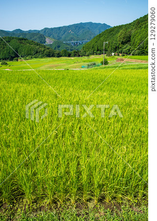 Sakamoto Rice Terraces in Summer (Kameyama City, Mie Prefecture) 129279060