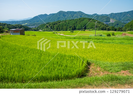 夏季的坂本梯田(三重縣龜山市) 夏季的坂本梯田(三重縣龜山市) 129279071