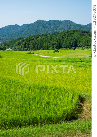 夏季的坂本梯田（三重縣龜山市） 129279072