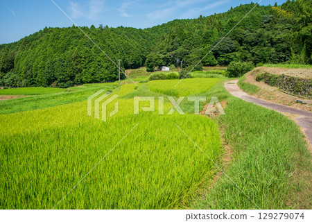 Sakamoto Rice Terraces in Summer (Kameyama City, Mie Prefecture) Sakamoto Rice Terraces in Summer (Kameyama City, Mie Prefecture) 129279074