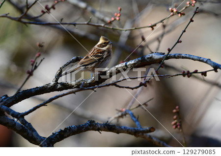 The mountain bunting is a familiar wild bird with beautiful bright yellow and black that can be seen in parks and woodlands from winter to spring. 129279085