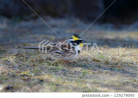 The mountain bunting is a familiar wild bird with beautiful bright yellow and black that can be seen in parks and woodlands from winter to spring. The mountain bunting is a familiar wild bird with beautiful bright yellow and black that can be seen in parks and woodlands from winter to spring. 129279095