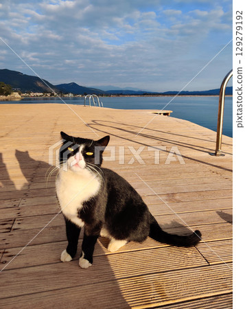 a beautiful fluffy cat rests on the beach near the sea 129279192