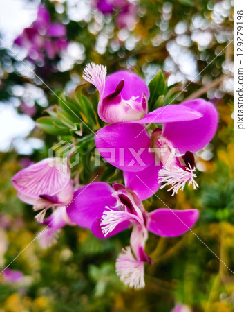 close up of beautiful Polygala myrtifolia flowers in the garden 129279198