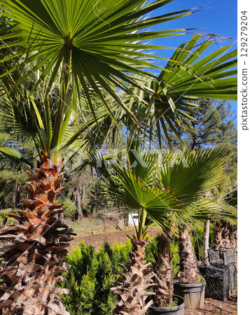 beautiful large tropical palm trees grow on the coast 129279204
